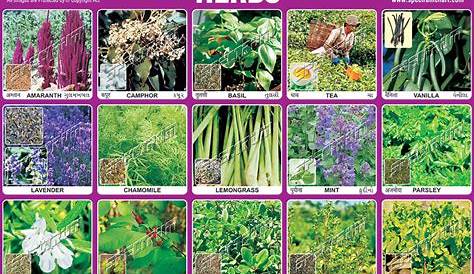 Herbs Chart at Rs 10/piece | Sewri West | Mumbai | ID: 9408155662