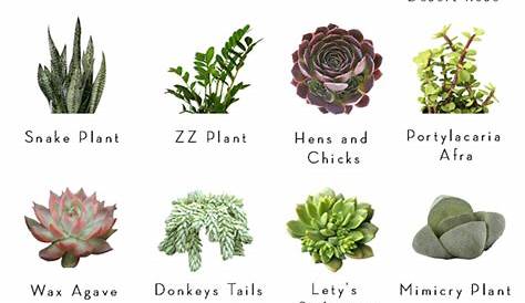 A simple guide of succulents for those of you interested ;) : coolguides