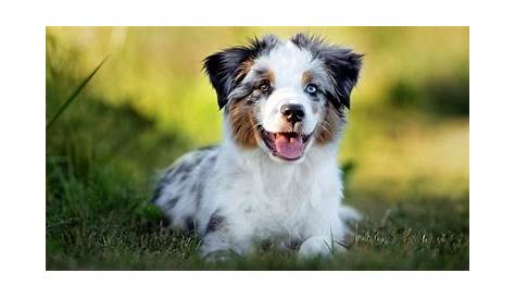 Miniature vs. Toy vs. Standard Aussie Dog Breed: Everything You Need To Know - Fumi Pets | 2023