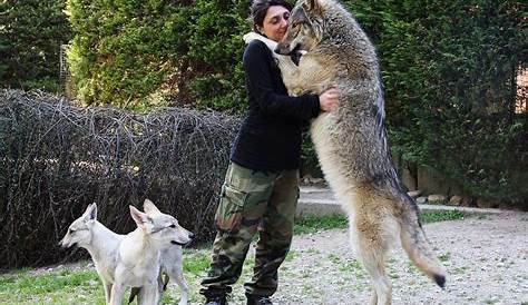 Are German Shepherds Bigger Than Wolves