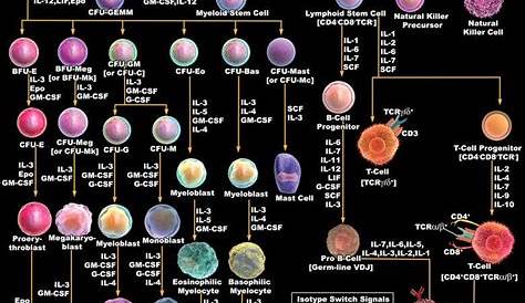 hematopoietic stem cell chart