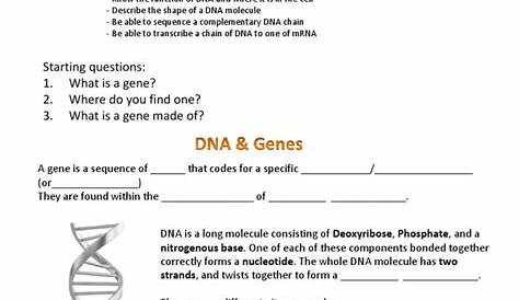 dna worksheet answers