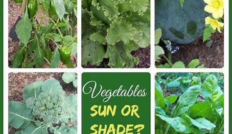 How Much Sunlight Vegetables Need | Vegetable garden design, Growing