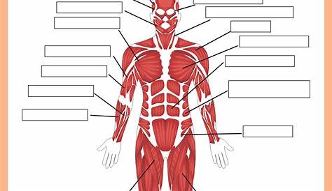 Get Human Anatomy Muscles Worksheets Pictures | 1000diagrams