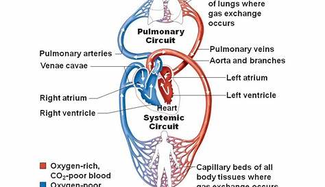 What Is The Job Of The Pulmonary Circuit - Job Retro