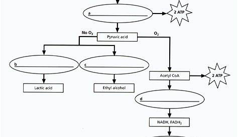 cellular respiration 7th grade worksheet