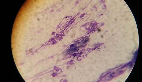 vet med ear cytology