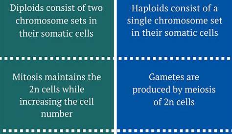 haploid and diploid worksheets