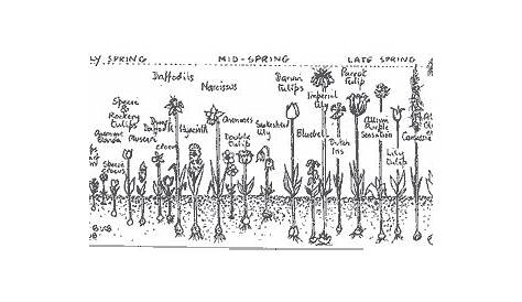 Planting Chart | Planting bulbs, Diy landscaping, Bulb
