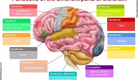 Human Brain for Kids | The Brain | Human Brain Facts | Human Body Facts