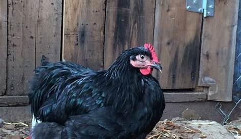 pictures of cochin chickens