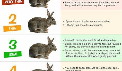 baby bunny size chart