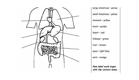 Internal organs worksheet | Teaching Resources