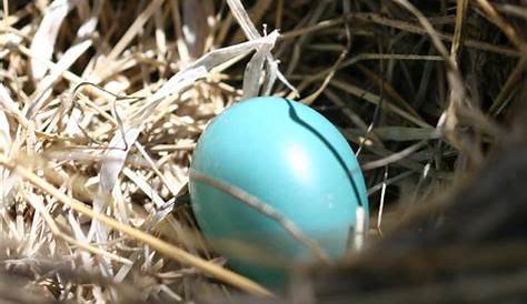 what color is a robin egg