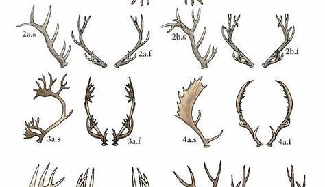 Deer Antler Growth Chart