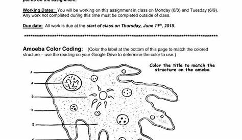 fungi worksheet 1 identify the structure