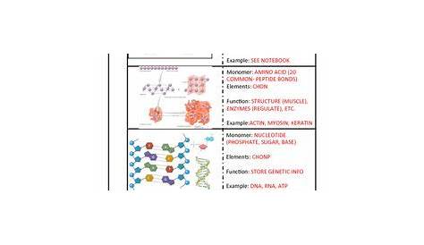 macromolecules biology worksheet