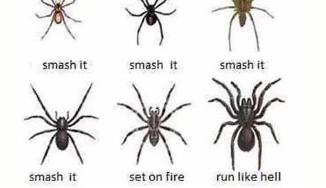 Spiders | Cottage Country Pest Control