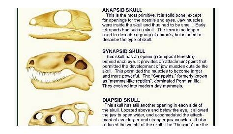 type of animal skulls | Animal skulls, Vertebrates, Reptiles