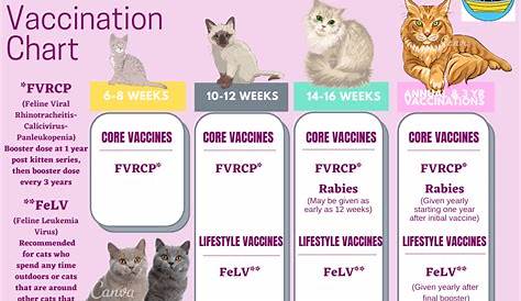 kitten vaccination schedule chart