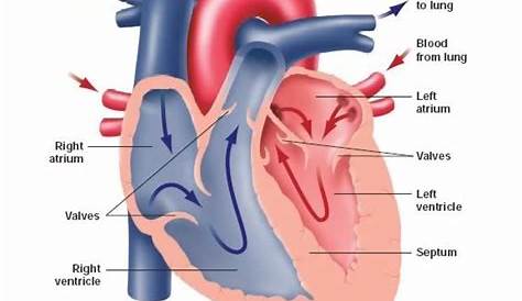 Labeled Drawing Of The Heart at GetDrawings | Free download