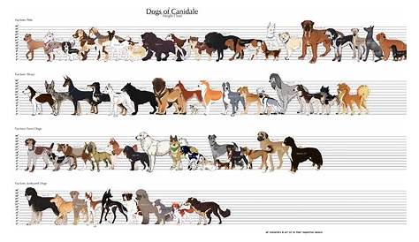 Dog Breeds Chart By Size | www.galleryhip.com - The Hippest Pics