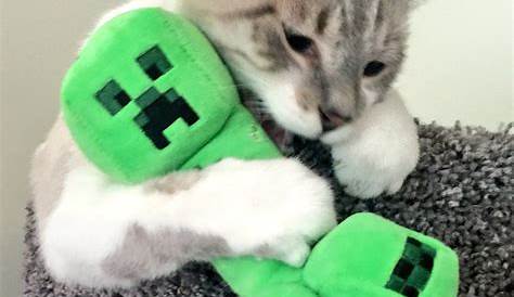 Media Tweets by Stacy Hinojosa (@stacysays) | Twitter | Minecraft cat