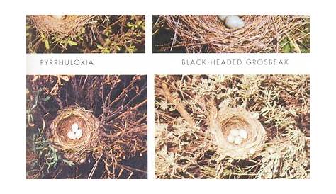 identifying birds nests