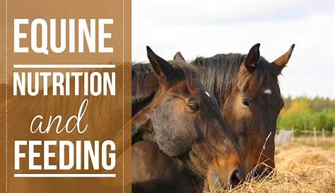 horse nutrition worksheet