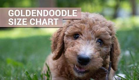 goldendoodle puppy food chart