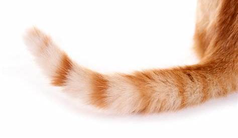 Tail Injuries in Cats - Perth Cat Hospital