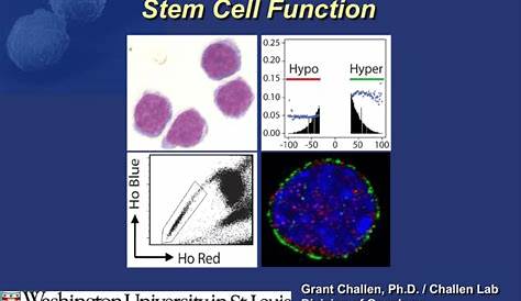 hematopoietic stem cells pdf