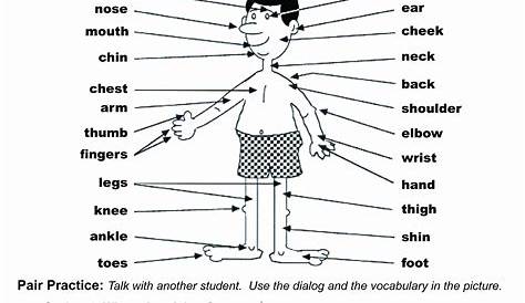 body parts spanish worksheet