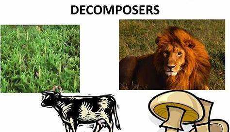 PPT - PRODUCERS, CONSUMERS, DECOMPOSERS PowerPoint Presentation, free