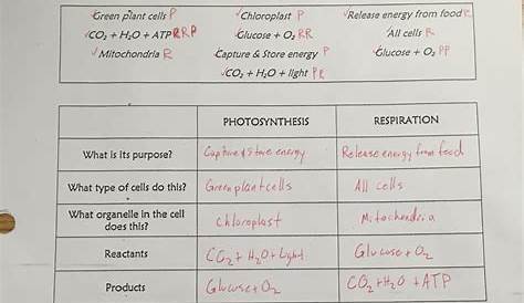 Photosynthesis And Cellular Respiration Review Worksheet Answers