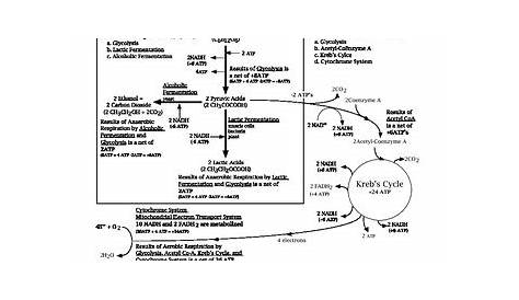 cellular respiration flow chart worksheet