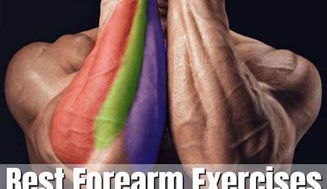 Best forearm excercise | Forearm workout, Best forearm exercises, Gym workout chart