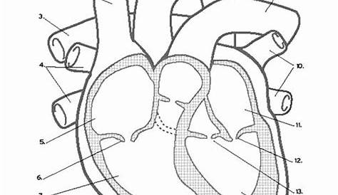 14+ Heart Anatomy Labeling Worksheet Pics | Diagram Printabel