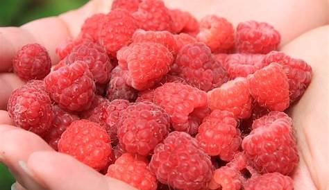 Guide to Homegrown Raspberries: Tips for a Bountiful Harvest - Finding Zest