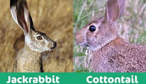Jackrabbit vs Cottontail: What’s the Difference? (With Pictures) | Pet Keen