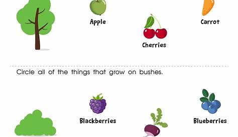 how plants grow worksheets