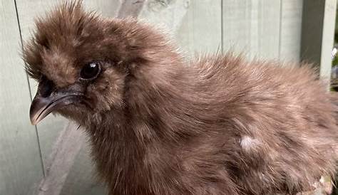 Sexing Silkie Chicks
