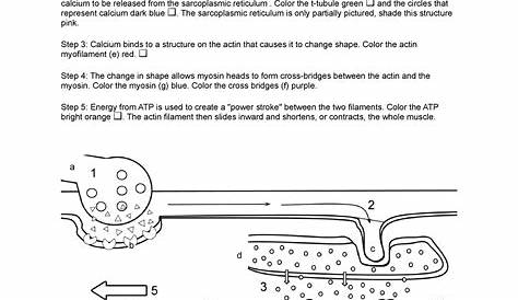 sliding filament theory coloring worksheets