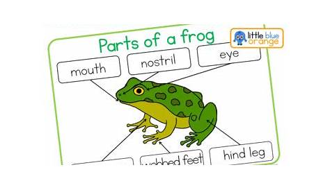 frog labeling worksheet