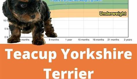 Teacup Yorkshire Terrier Weight+Growth Chart 2023 - How Heavy Will My