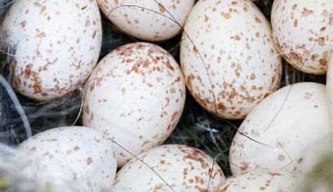 bird egg identification