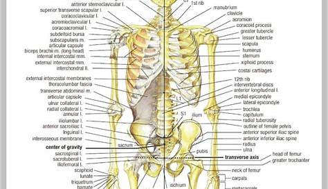 body skeleton | Anatomy System - Human Body Anatomy diagram and chart