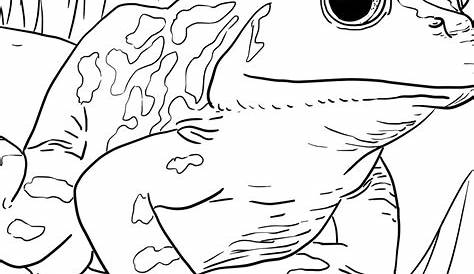 kermit the frog coloring page printable