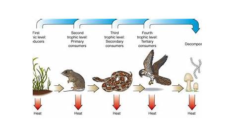 trophic levels of a food chain