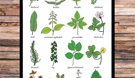 A3 Weeds Print Weed Identification Chart Horticulture - Etsy Ireland